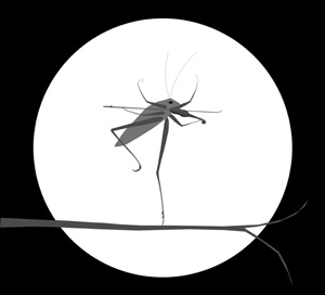 katydid