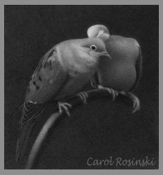The Caress