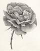 Shading in Art - Rose with Shading