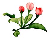 apple blossoms