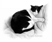 Buddy on the blanket