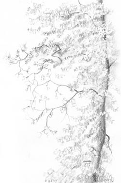 trees
