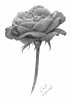 Flower shaded with advanced graphite pencil technique