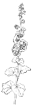 beginning line drawing 