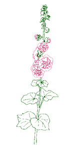 Colored pencil line drawing - Hollyhock