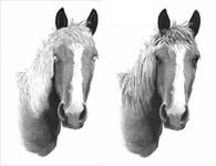 how to draw a horse 4 and 5