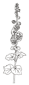 ink line drawing - Hollyhock