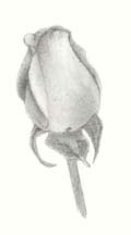 how to draw a rose - step two