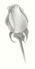 how to draw a rose - step three