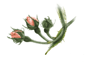 Rosebuds