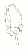 how to draw a rose - step one