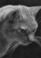 ATC cat drawing