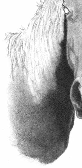 How to Draw a Horse - Part One - Pic Seven