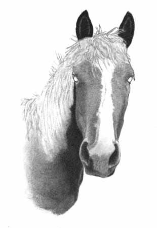 How to Draw a Horse - Part Two - Pic One