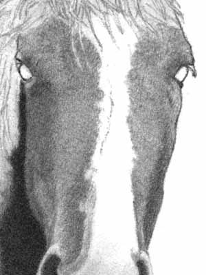 How to Draw a Horse - Part Two - Pic Three