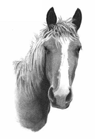 How to Draw a Horse - Part Two - Pic Four