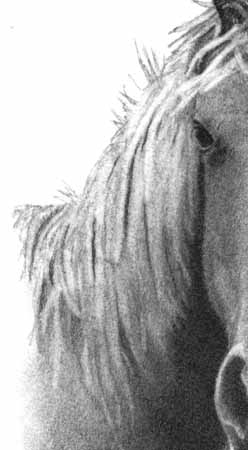 How to Draw a Horse - Part Two - Pic Seven