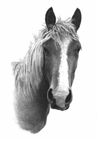 How to Draw a Horse - Part Three - Pic One