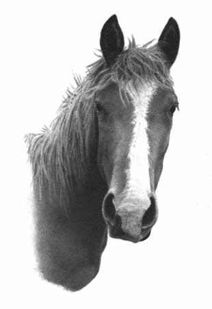 How to Draw a Horse - Part Three - Pic Four