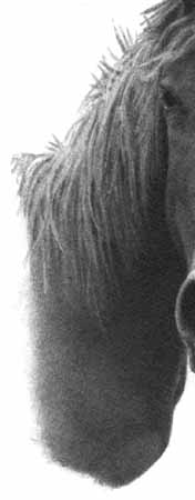 How to Draw a Horse - Part Three - Pic Six