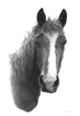 How to Draw a Horse - Supplies
