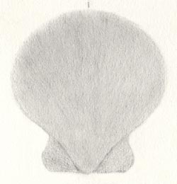 Scallop Shell - Step Two