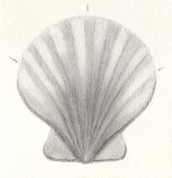 Scallop Shell - Step Four