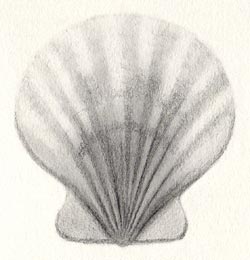 Scallop Shell - Step Five
