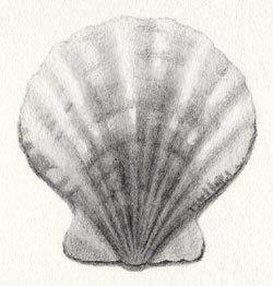 Scallop Shell - Step Six