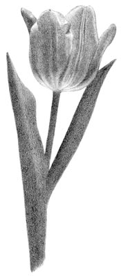 roughly drawn tulip