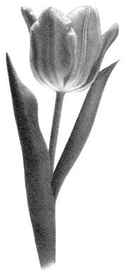 smoothly drawn tulip