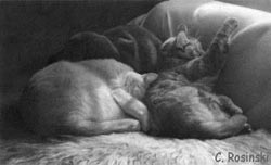 Two Cats in a Beam - Pencil Drawing