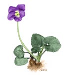 violet