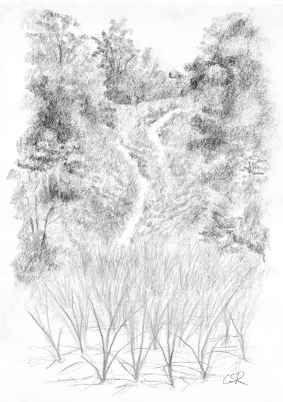 Sketch Of Grass