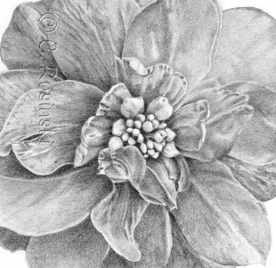 Drawing (Painting) With Powdered Graphite - Carol's Drawing Blog